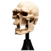 Estatua Calavera de Orco de Mordor 14 cm El Señor de los Anillos